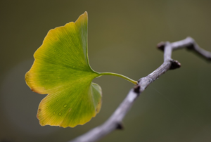Gingko Biloba