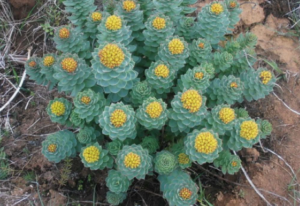 Rhodiola Rosea