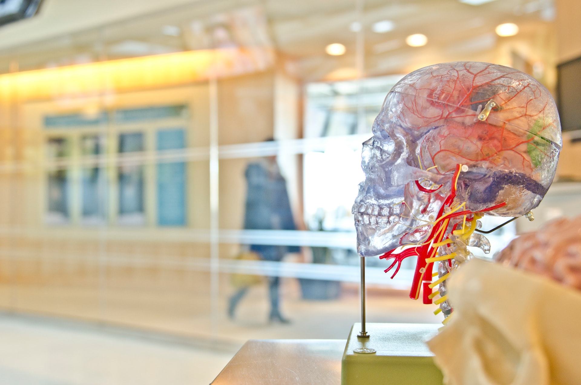 The Best Nootropics That Can Unleash Great Potential